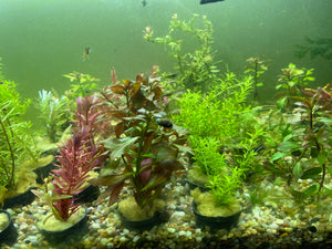 My plants look like they are melting