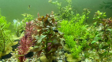 My plants look like they are melting