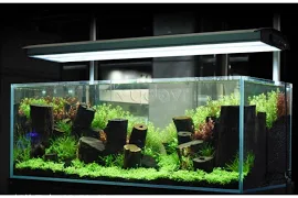 Setting up a planted Aquarium