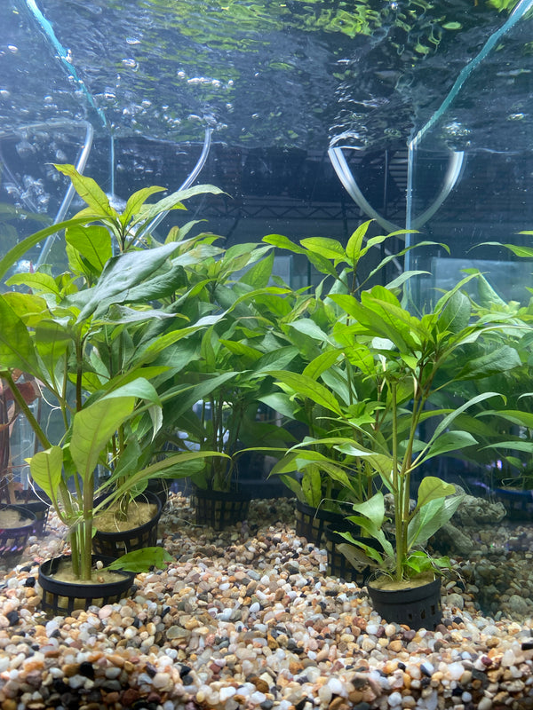 Aquarium plants