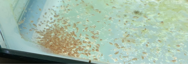 Live Daphnia Culture (Moina) – Perfect Live Food for Nano Fish & Fry