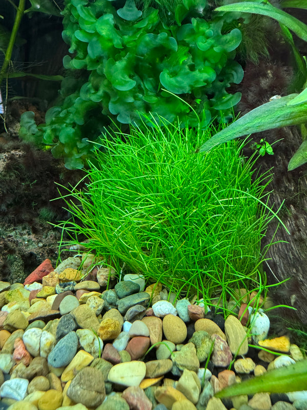 Dwarf Hairgrass – Carpet Plant in 5cm Pot for CO₂ & High Light Tanks