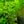 Load image into Gallery viewer, Pearl weed