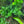Load image into Gallery viewer, ubwassertang – Easy Floating Moss Alternative for Shrimp & Nano Tanks