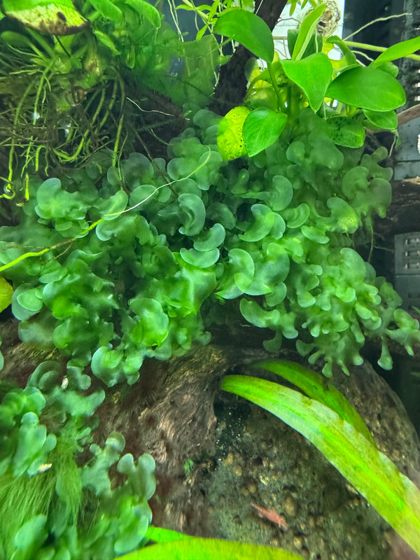 ubwassertang – Easy Floating Moss Alternative for Shrimp & Nano Tanks