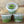 Load image into Gallery viewer, Dwarf Hair Grass Tissue Culture Eleocharis Acicularis