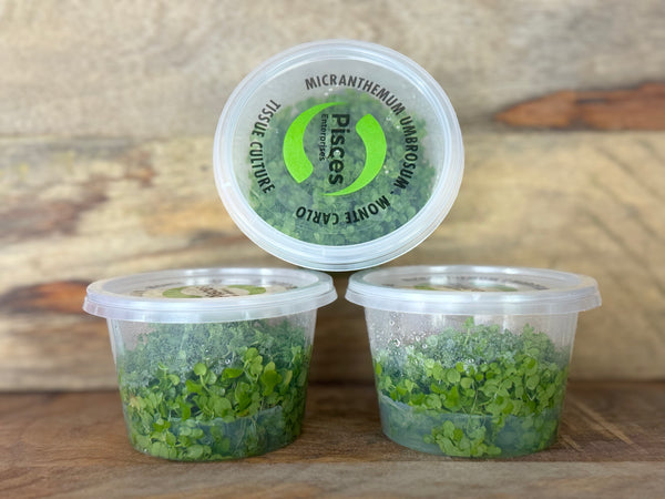 Monte Carlo Tissue Culture