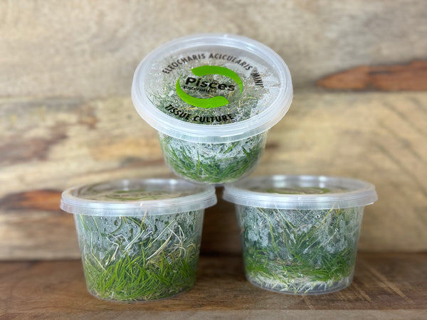 Dwarf Hair Grass Tissue Culture  Eleocharis Acicularis