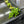 Load image into Gallery viewer, Hydrocotyle tripartita (Japan Clover) – Fast-Growing Foreground Plant