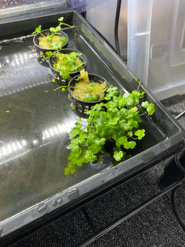 Hydrocotyle tripartita (Japan Clover) – Fast-Growing Foreground Plant