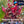 Load image into Gallery viewer, alternanthera reineckii mini