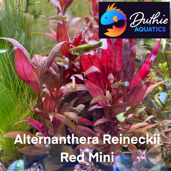 alternanthera reineckii mini