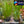 Load image into Gallery viewer, Dwarf Hairgrass – Carpet Plant in 5cm Pot for CO₂ & High Light Tanks