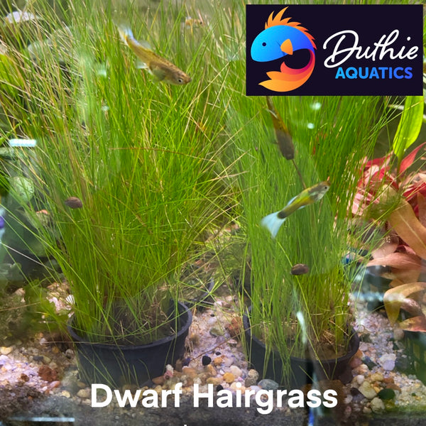 Dwarf Hairgrass – Carpet Plant in 5cm Pot for CO₂ & High Light Tanks