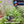 Load image into Gallery viewer, Hydrocotyle tripartita (Japan Clover) – Fast-Growing Foreground Plant