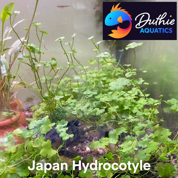 Hydrocotyle tripartita (Japan Clover) – Fast-Growing Foreground Plant