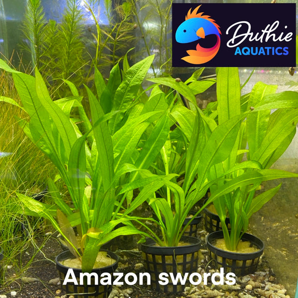 Echinodorus amazonicus (Amazon sword)