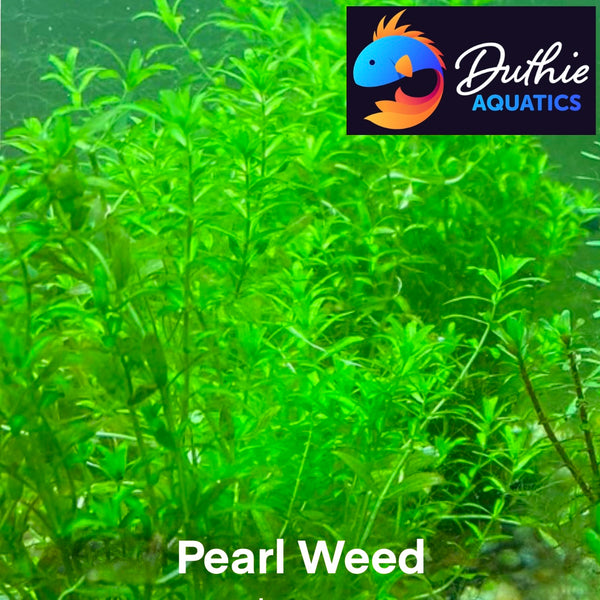 Pearl weed