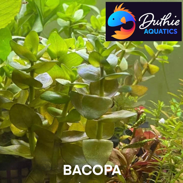 Bacopa spp. – Easy Stem Plant for Background or Midground Placement