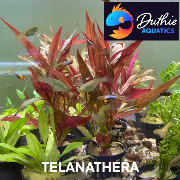 Telanthera Scarlet Temple (Alternanthera reineckii) – Colourful Red Midground Plant