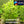 Load image into Gallery viewer, Hygrophila polysperma (sunset)