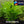 Load image into Gallery viewer, Blue Stricta (Hygrophila corymbosa) – Easy Background Plant in 5cm Pot