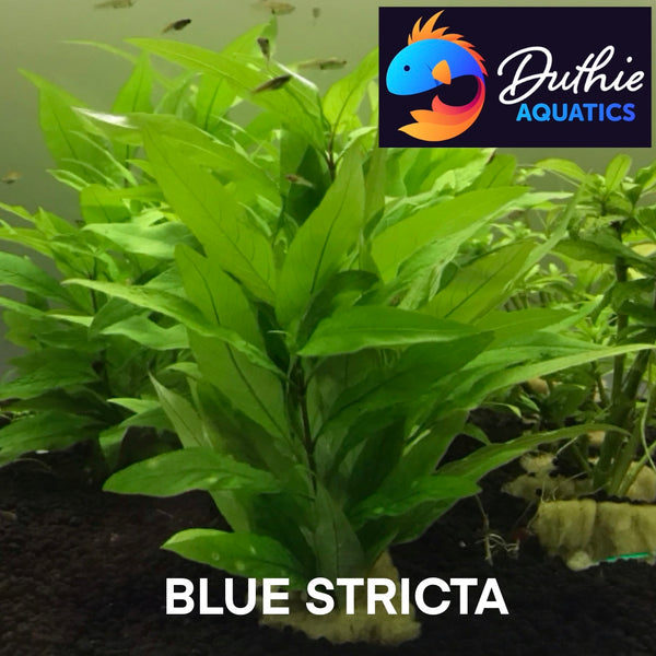 Blue Stricta (Hygrophila corymbosa) – Easy Background Plant in 5cm Pot