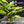 Load image into Gallery viewer, Anubias Coffeefolia (Beginner Friendly/ Low Light/ Low Tech Plant)
