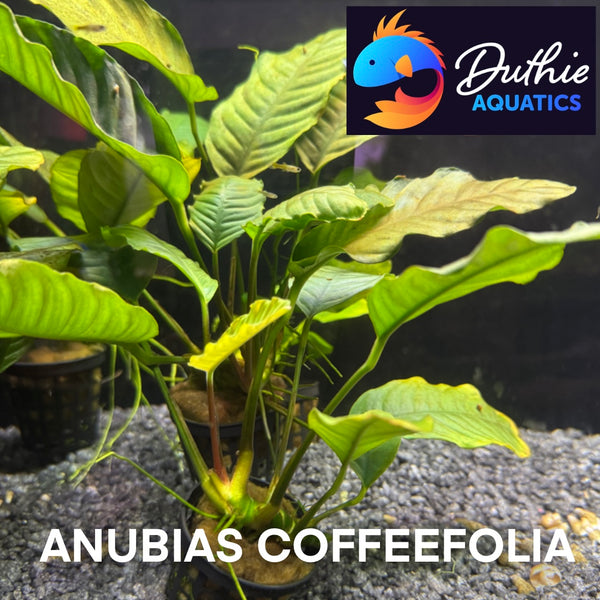 Anubias Coffeefolia (Beginner Friendly/ Low Light/ Low Tech Plant)