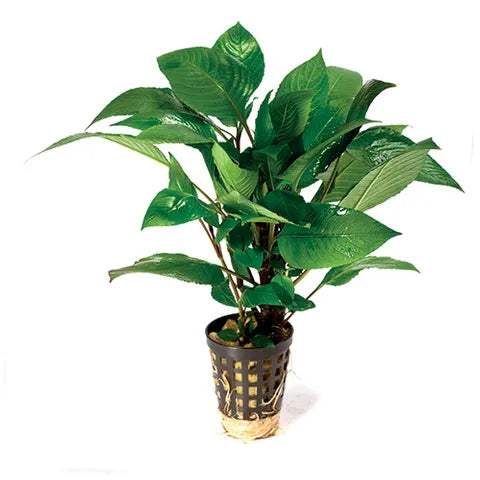 Hygrophilla Compacta  (Easy Midground Plant for Low Tech Aquariums)