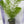 Load image into Gallery viewer, Milfoil spp
