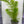 Load image into Gallery viewer, Milfoil spp