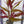 Load image into Gallery viewer, Telanthera Scarlet Temple (Alternanthera reineckii) – Colourful Red Midground Plant