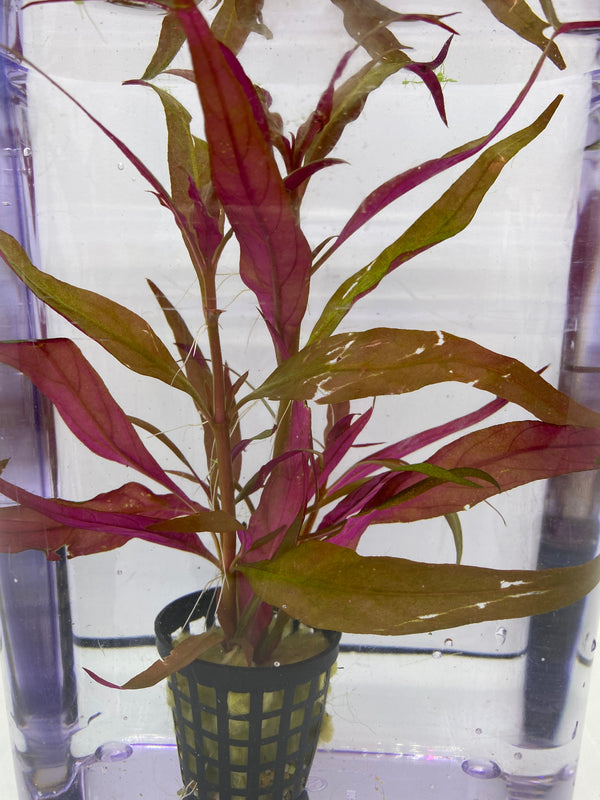 Telanthera Scarlet Temple (Alternanthera reineckii) – Colourful Red Midground Plant