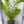Load image into Gallery viewer, Milfoil spp
