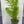 Load image into Gallery viewer, Milfoil spp
