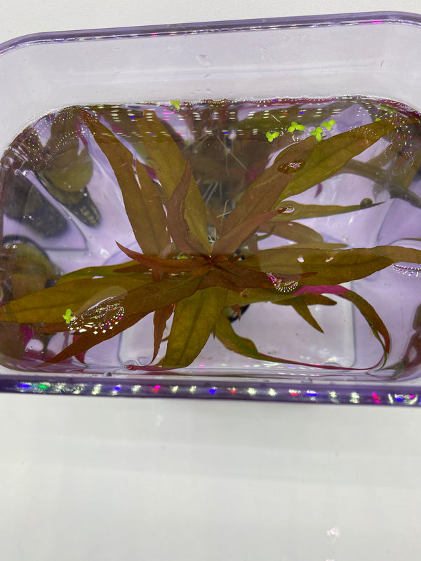 Telanthera Scarlet Temple (Alternanthera reineckii) – Colourful Red Midground Plant