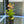 Load image into Gallery viewer, Ludgwigia round leaf