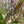 Load image into Gallery viewer, Telanthera Scarlet Temple (Alternanthera reineckii) – Colourful Red Midground Plant