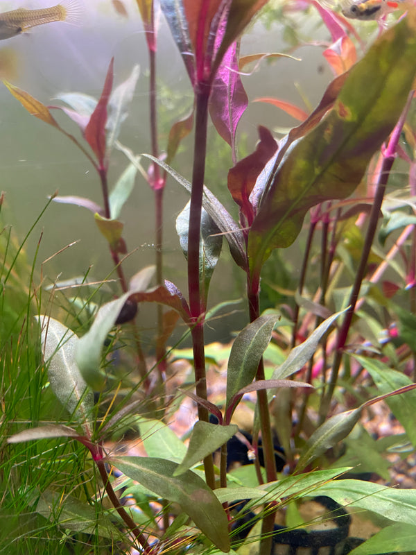 Telanthera Scarlet Temple (Alternanthera reineckii) – Colourful Red Midground Plant