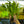 Load image into Gallery viewer, Echinodorus Bleheri (Giant Swords)- 5cm Pot