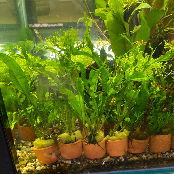 Crested Java Fern – Windelov Variety in 3cm Clay Pot (Low Tech Plant)