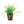 Load image into Gallery viewer, Lilaeopsis brasiliensis – Foreground Carpet Plant in 5cm Pot (Micro Sword)