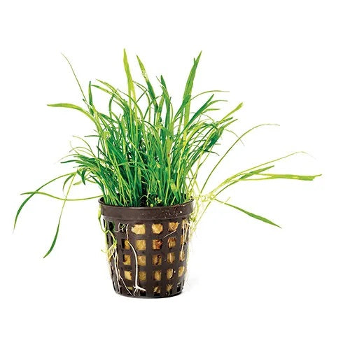 Lilaeopsis brasiliensis – Foreground Carpet Plant in 5cm Pot (Micro Sword)