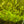 Load image into Gallery viewer, Hygrophila polysperma (sunset)
