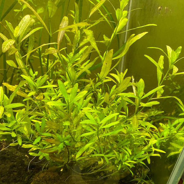 Hygrophila polysperma (sunset)