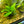 Load image into Gallery viewer, Assorted Anubias pots
