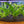 Load image into Gallery viewer, Large Indo Java Fern – Low Tech Midground Plant in 5cm Basket Pot