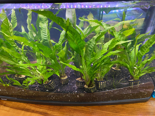 Large Indo Java Fern – Low Tech Midground Plant in 5cm Basket Pot