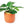 Load image into Gallery viewer, Anubias nana – Easy Low Tech Plant for Driftwood & Rock